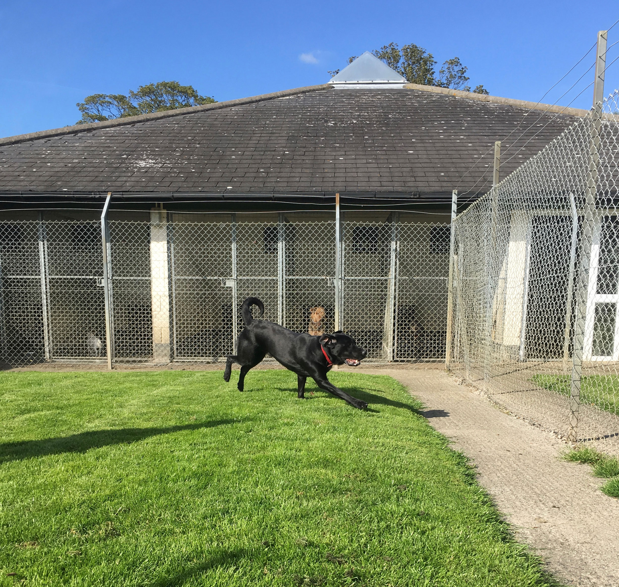 Dog store boarding kennel